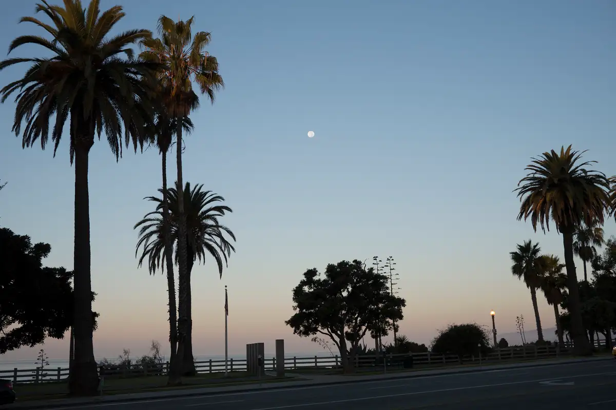 Palm trees in Santa Monica, Los Angeles, at dawn